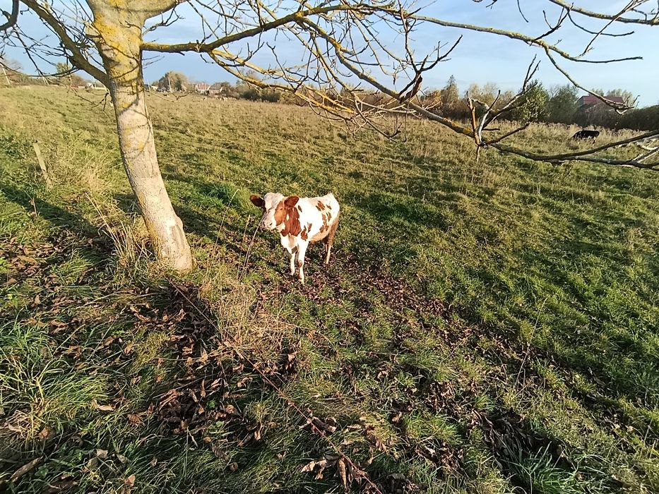 Бичок телятко теля