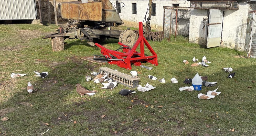 Sprzedam Orliki Szariki