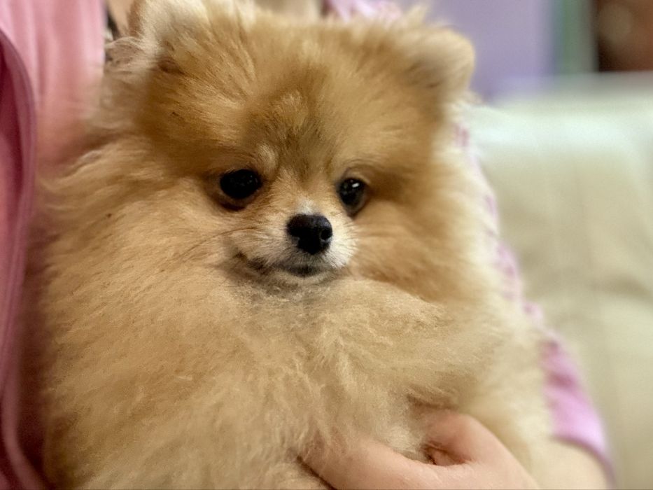 Suczka Szpic mianiaturowy pomeranian ZKwP FCI