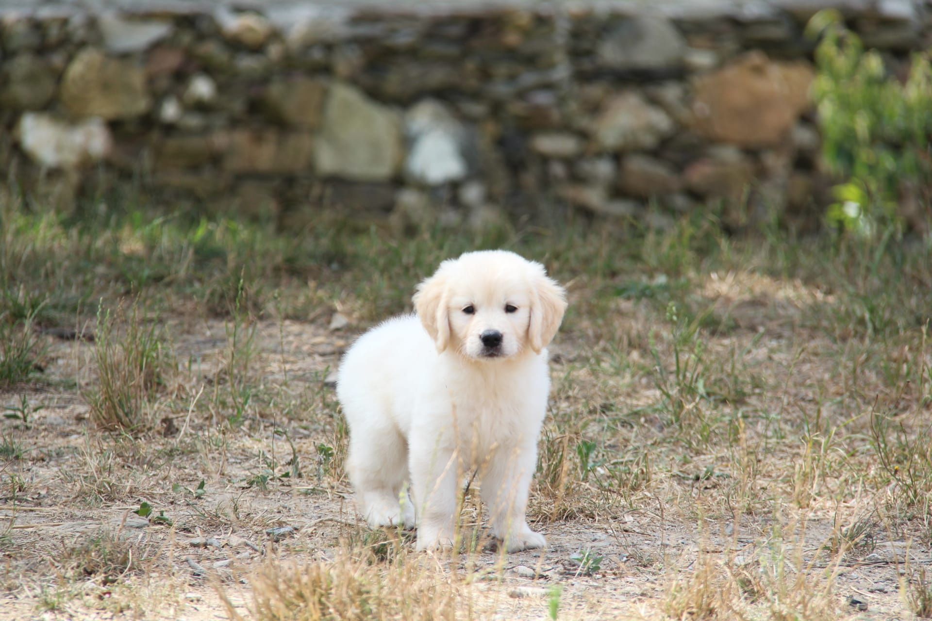 Golden Retriever com LOP e AFIXO