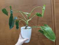 Plilodendron Imbel- Planta