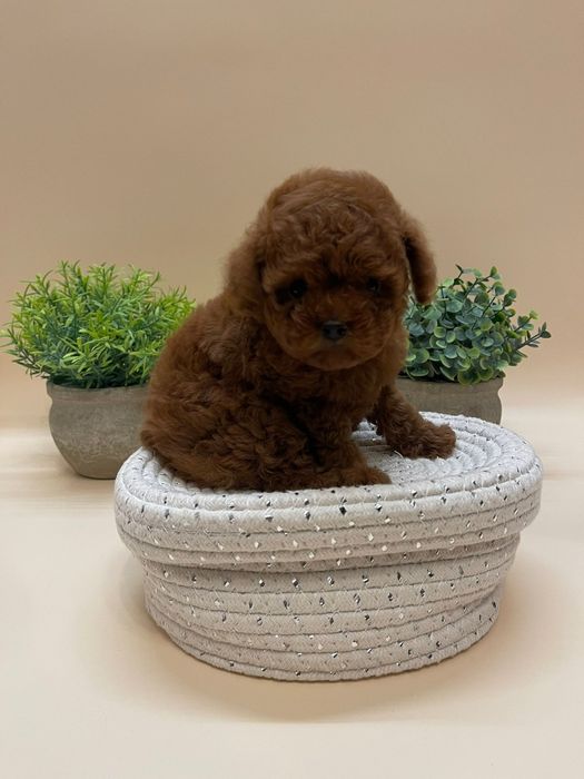 Той пудель Ред браун, неймовірний красунчик