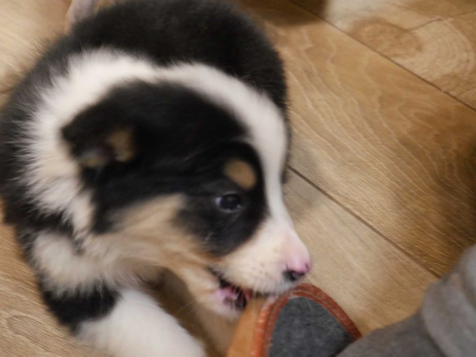 Border Collie chłopak