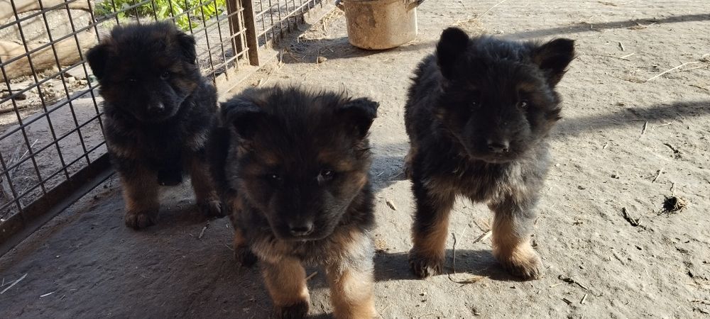 Oddam owczarka niemieckiego