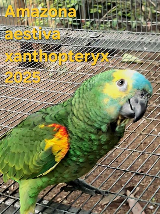 Papagaios A.aestiva xanthopteryx e Aratinga solstitialis para cedência