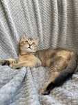 Macho de cor golden