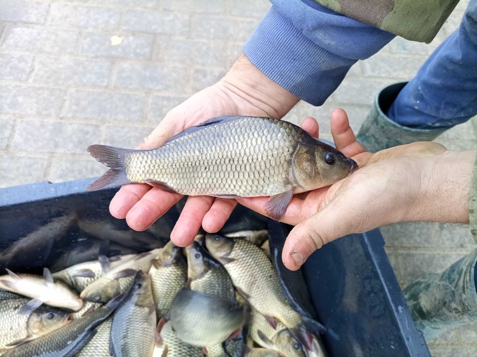 Tołpyga kroczek 600/700 gram  , lin karp karaś szczupak jesiotr