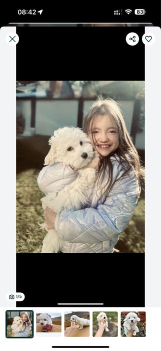 Мальтийская болонка;; мальтипу ф1!