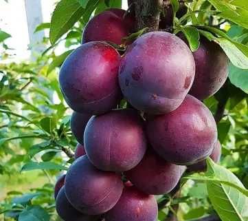 Саджанці Груш, яблонь, персика, черешень, вишень, диплоїдних слив.