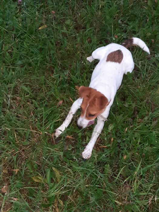 Jack Russell Terrier - suczka