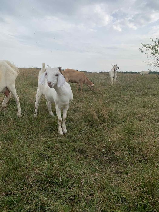 Продам козу заанська/нібуйка 50/50