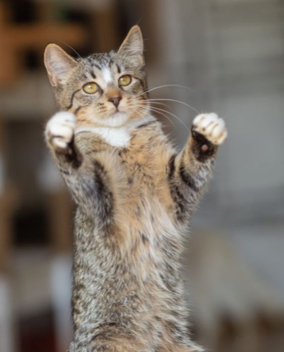 Муфаса, котенок, котик, кот, 1 год, мальчик