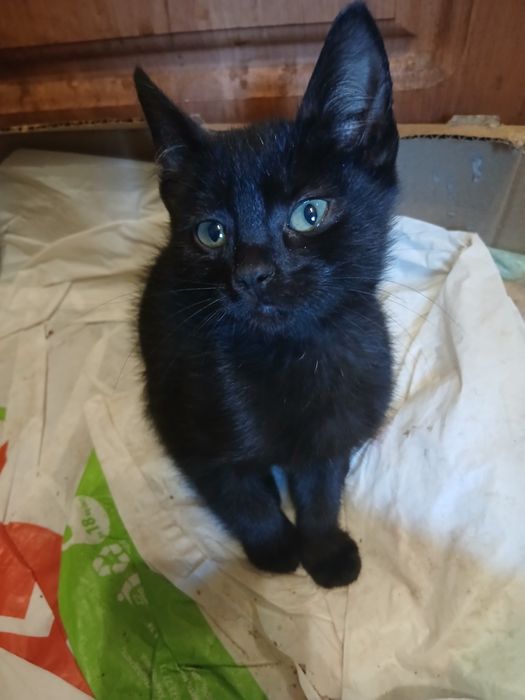 Продам котят британцев