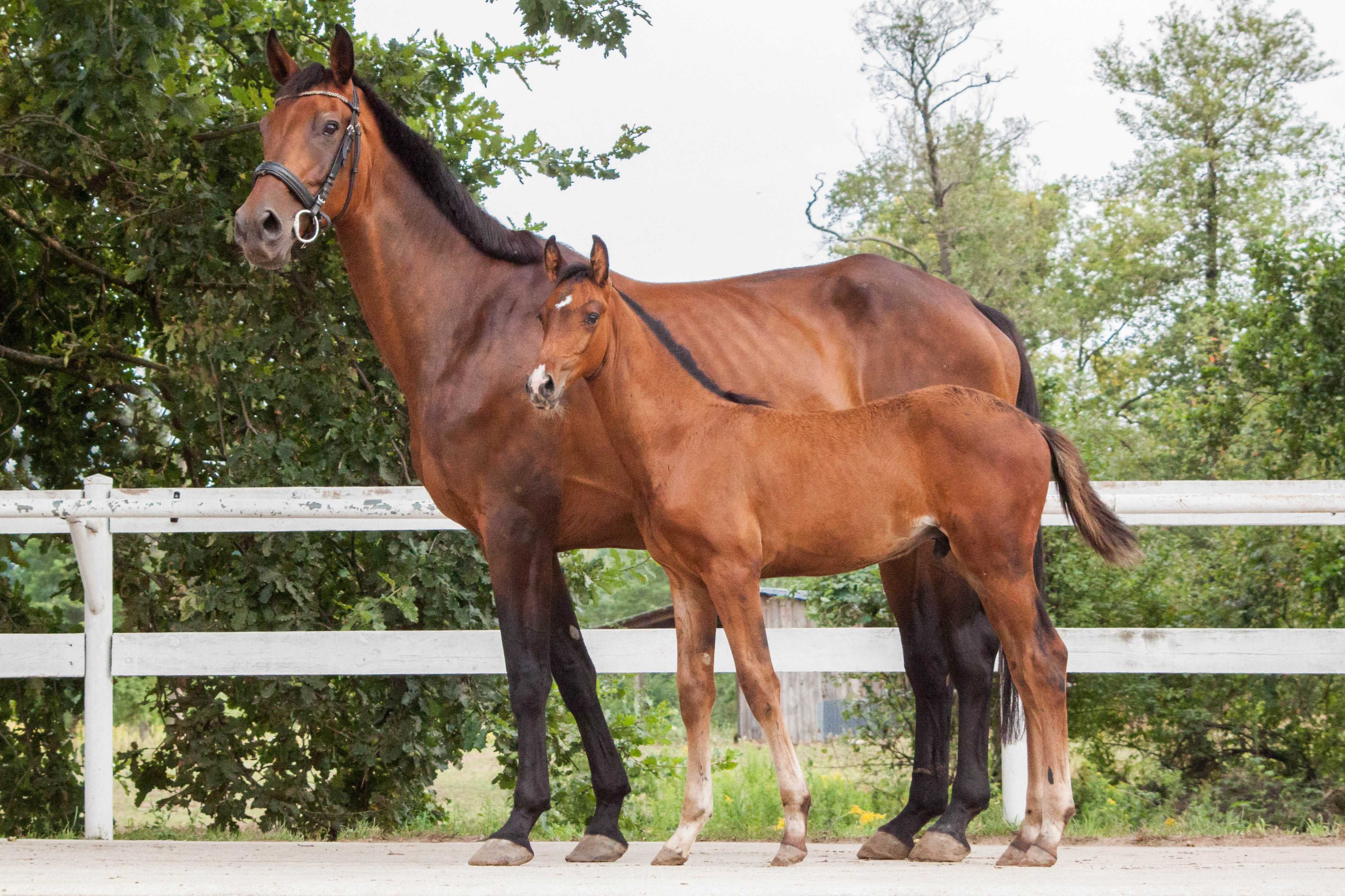 Odsadek KWPN ujezdzenie dressage