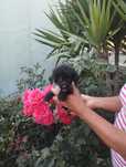 Chinese Crested Dog