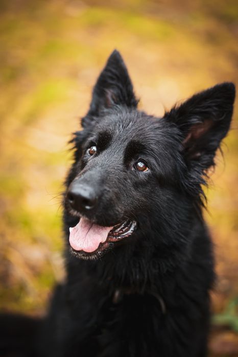 Owczarek Lima – czarne espresso w psiej wersji