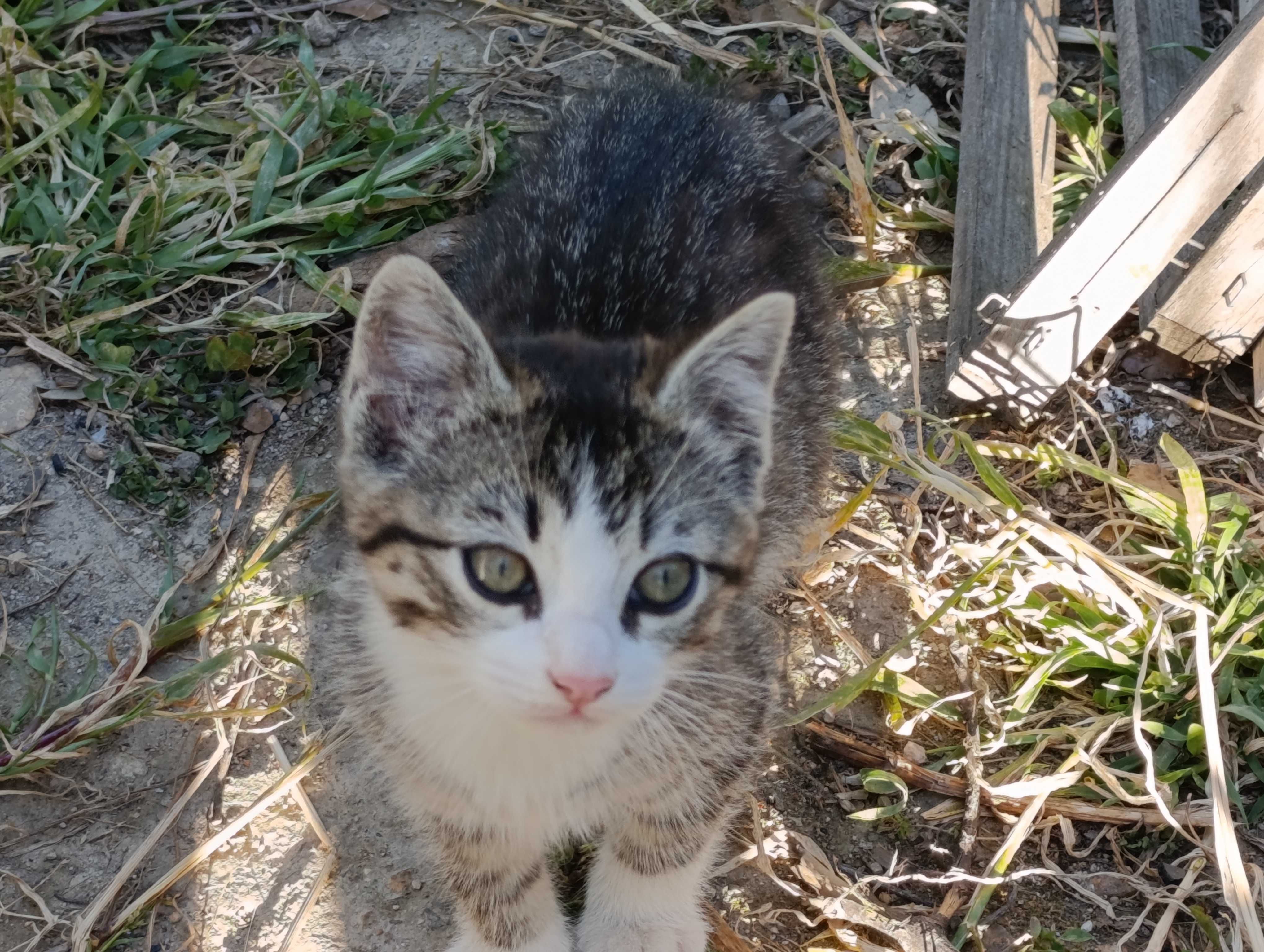 Gatinhas fêmeas para adoção