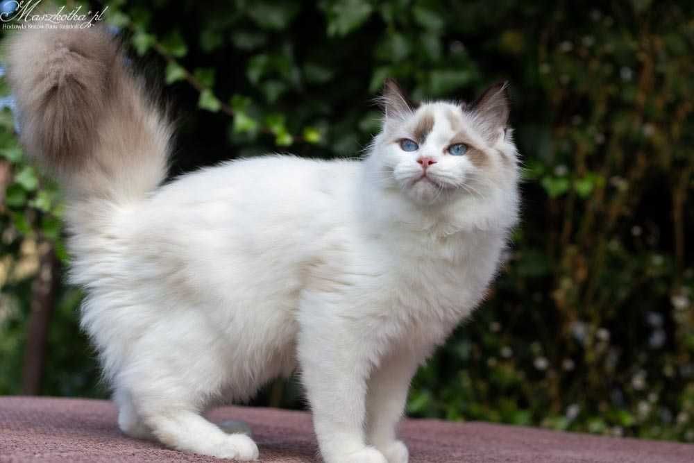 Ragdoll, pohodowlana koteczka z cudownym charakterem FPL/FIFE