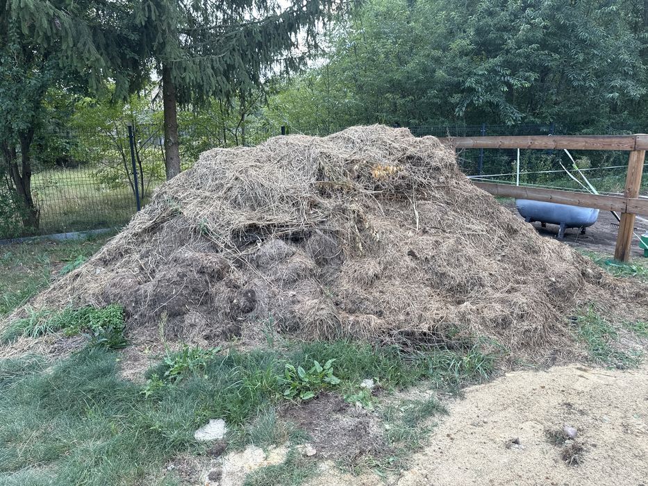Obornik koński za darmo