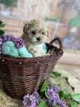 Maltipoo piesek ……