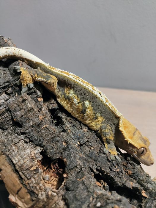 Gekon orzęsiony Dorosła Samica