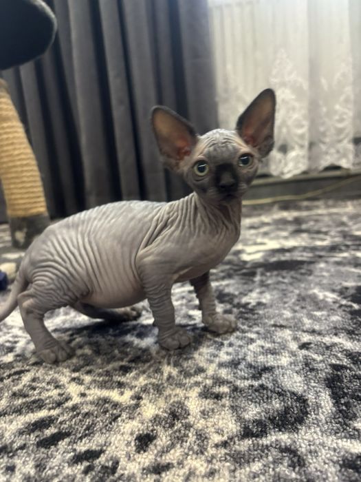 Канадский сфінкс , дівчинка