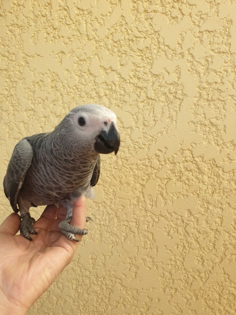 Papagaio cinzento