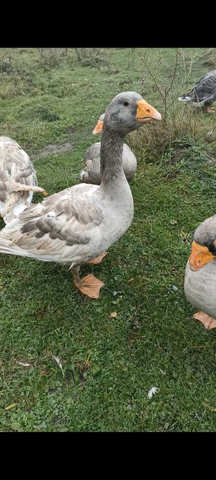 Гуси бійцеві прямоносі