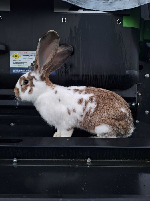Króliki Olbrzymy belgijskie Samce