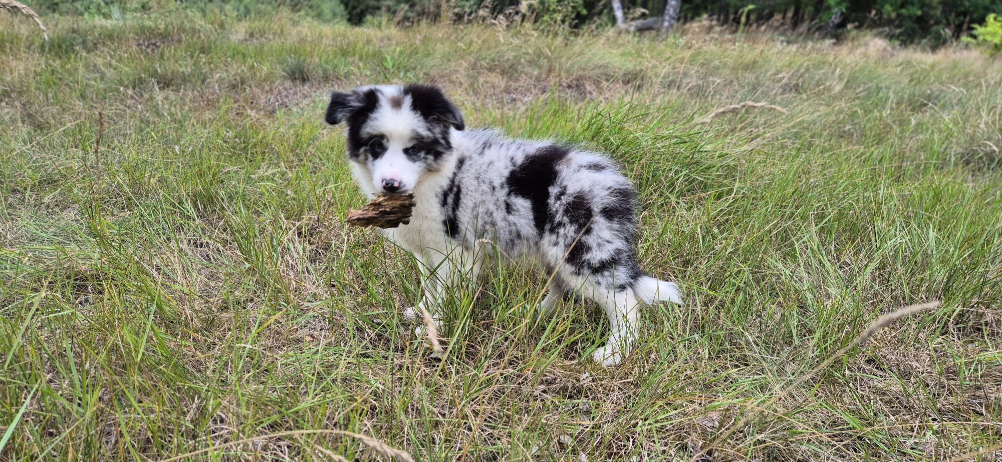 Suczka border collie