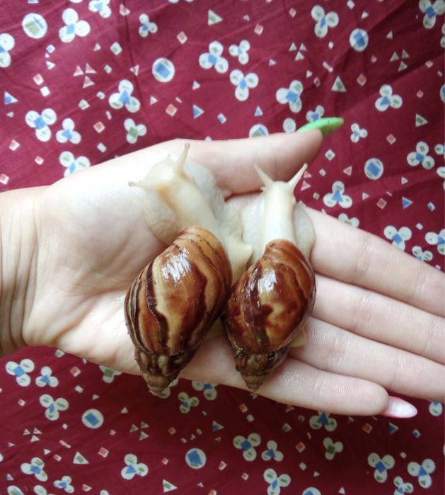 Улитки ахатина фулика