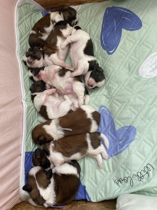 Shih tzu z trzypokoleniowym rodowodem do rezerwacji
