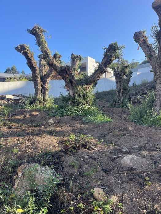 Vendo oliveiras centenarias