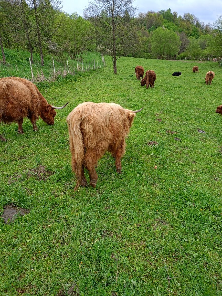 Bydło rasy higland cattle