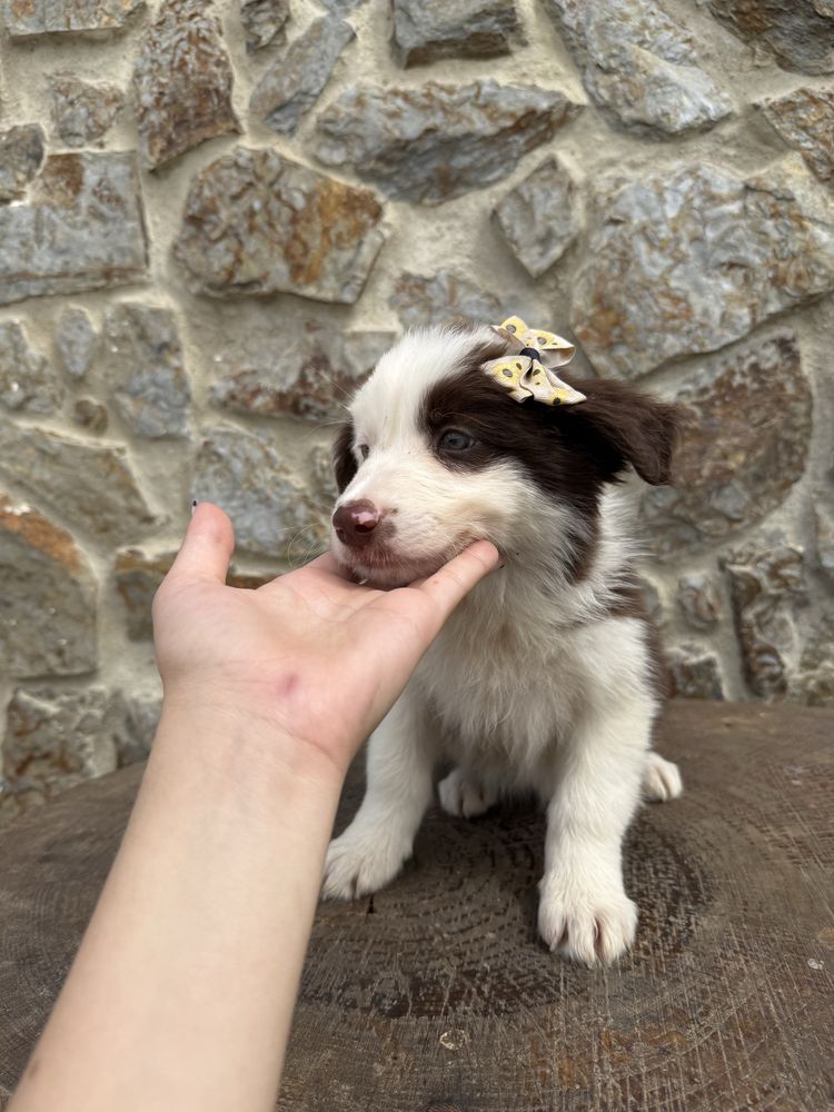 Border collie castanha