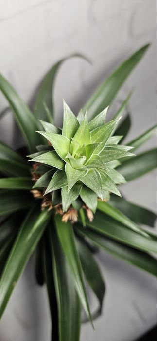 Продам шикарный ананас