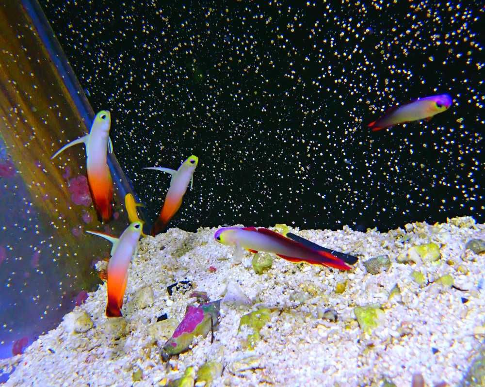 Nemateleotris decora - ryba - akwarium morskie