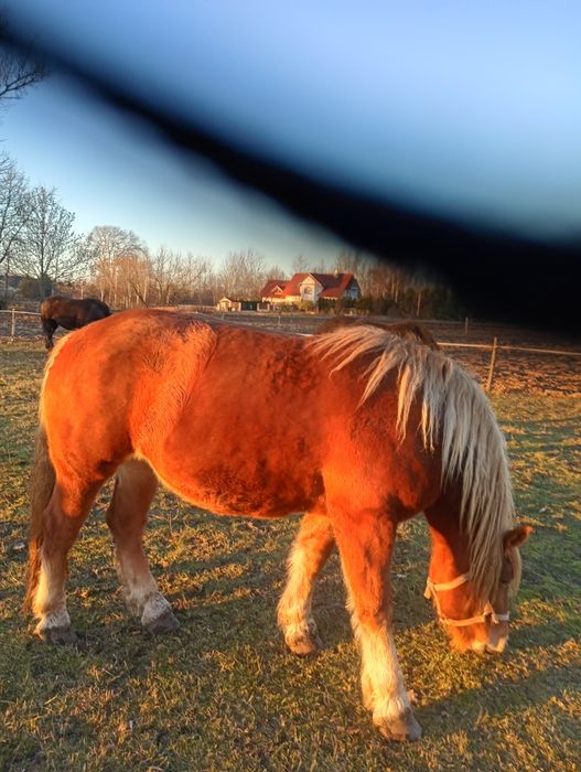 Sprzedam klacz zimnokrwistą