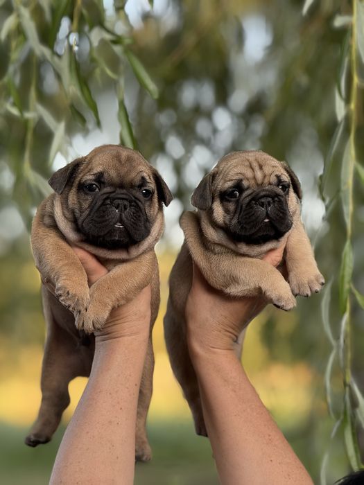 Шикарні хлопчики з родовідом КСУ