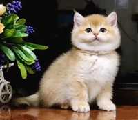 Британские котята - плюшевый котик