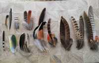 Колекція пір’я птахів перо перья диких птиц
