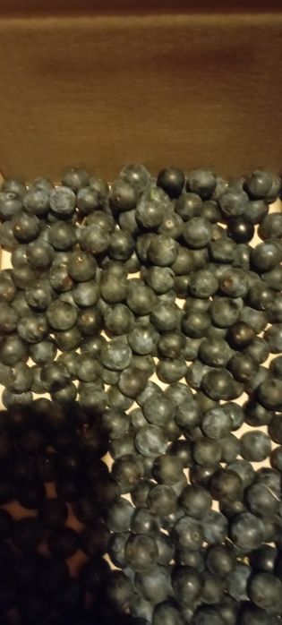 Tarnina Jagoda 10 kg