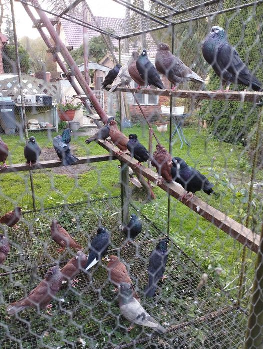 Gołębie pawik garlacz