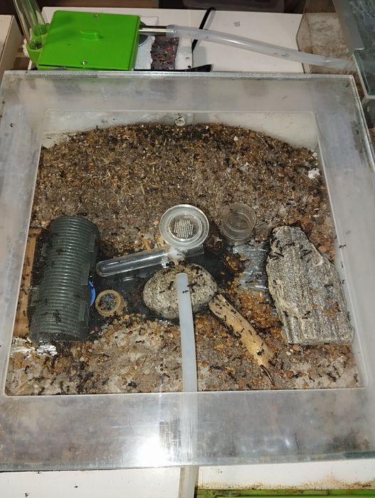 Mrówki messor barbarus