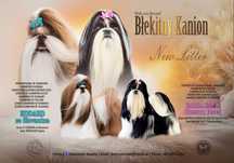 Shih-tzu dziewczynka na sprzedaż FCI