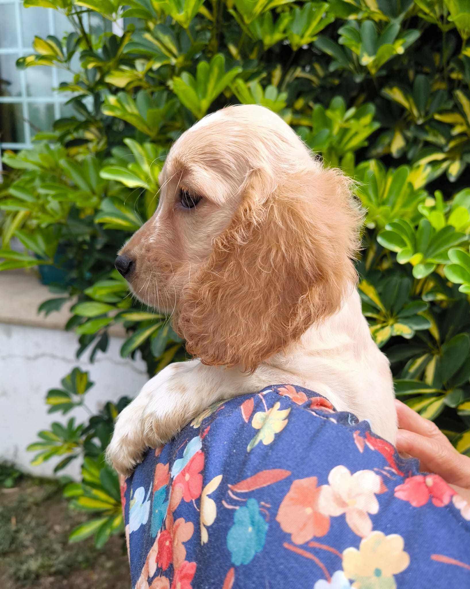 Cocker Spaniel Laranja Ruão