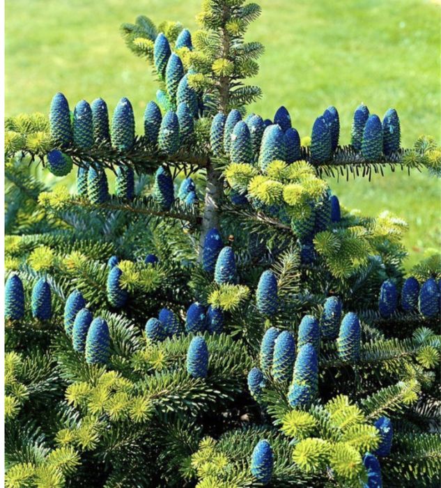 Ялинки, коніка, Дейзі вайт, піхта корейська