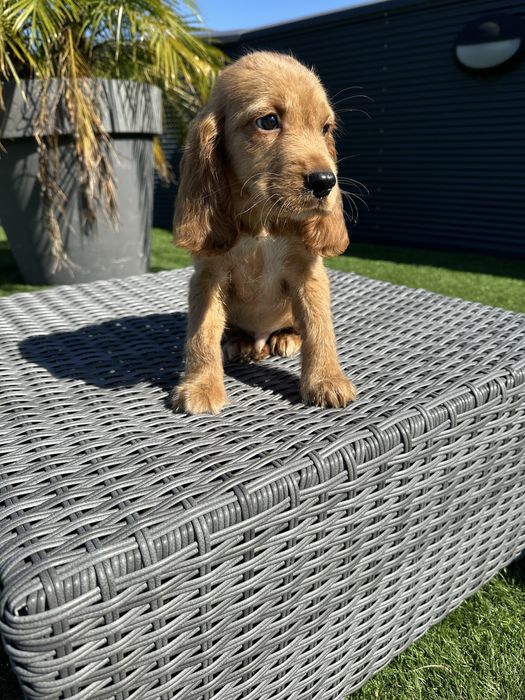 Cocker menino lindo