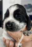 Cudowny Cocker spaniel blue roan
