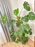 Monstera 5-letnia